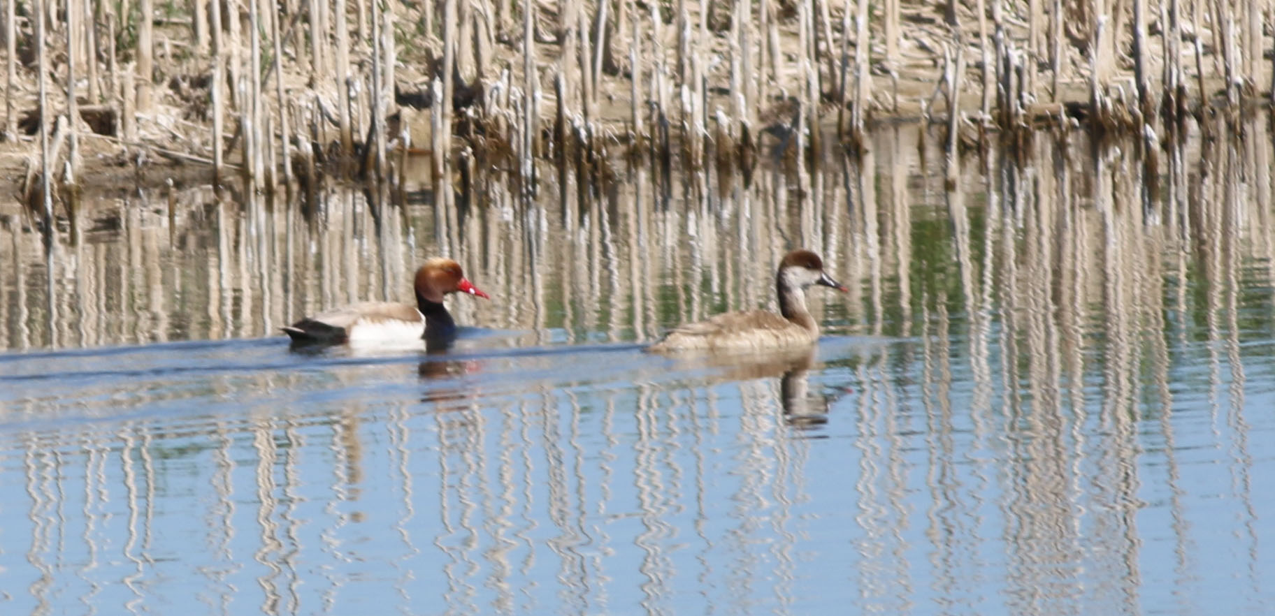 Red-crested Pochard